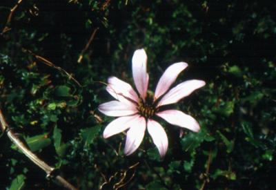 Mutisia retusa